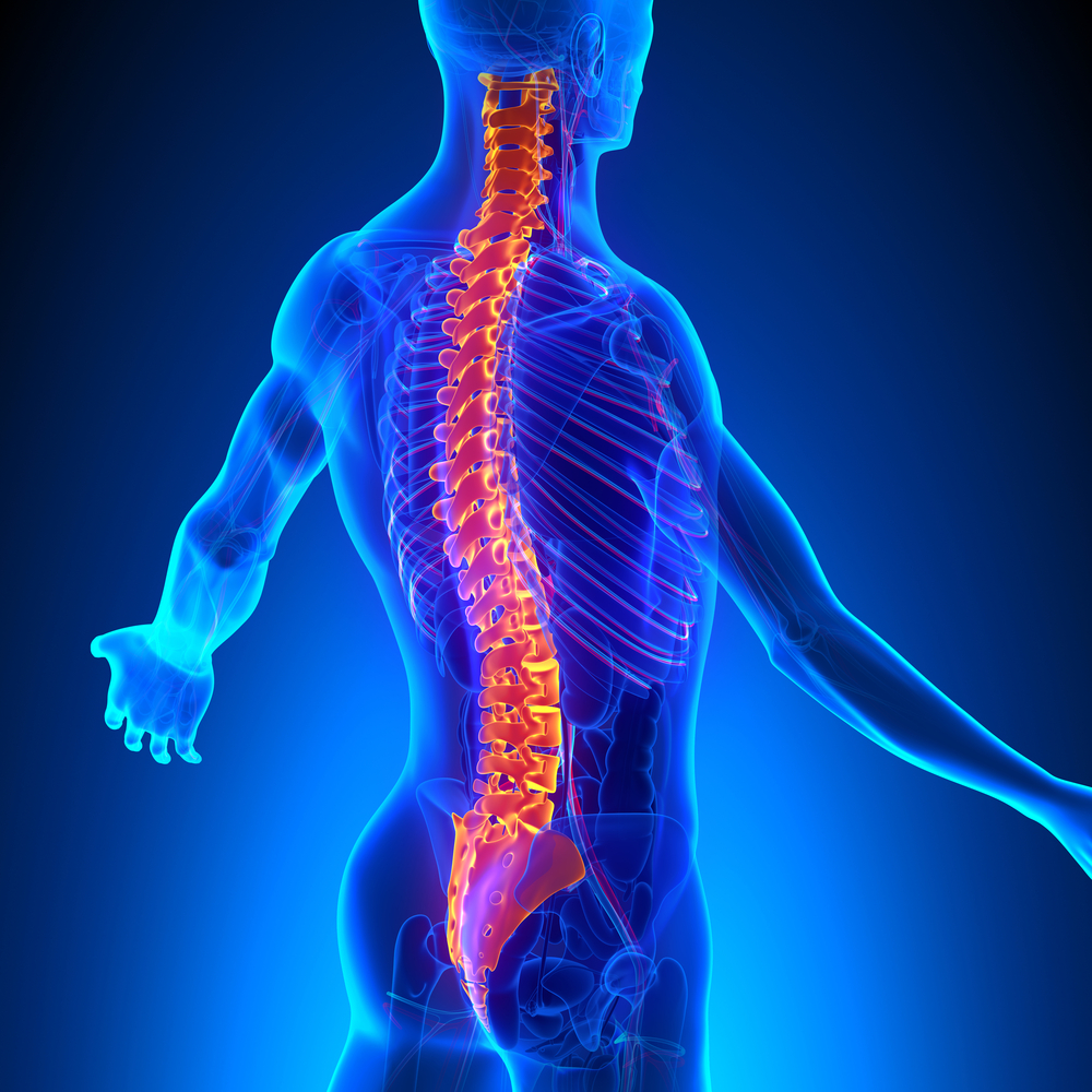 Does a Spinal Manipulation or Adjustment Hurt? - Vertebrae Anatomy with Ciculatory System